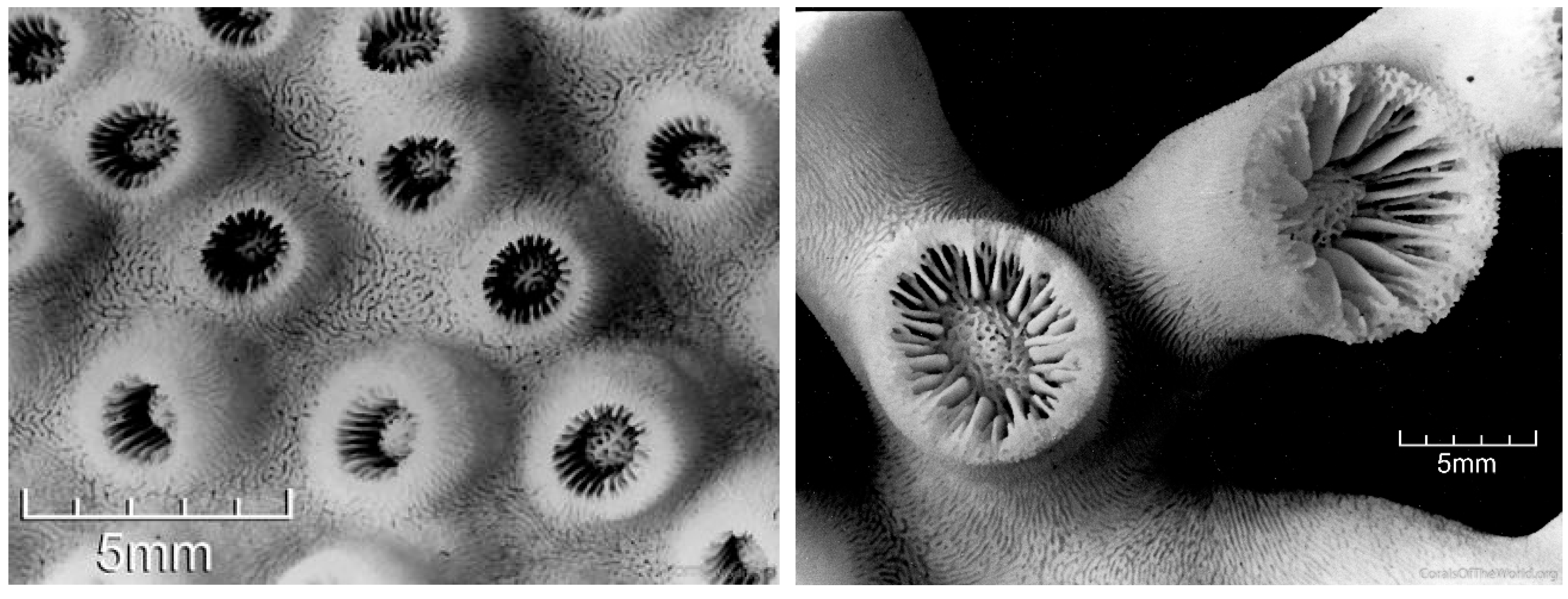 Diversity 17 00823 g042