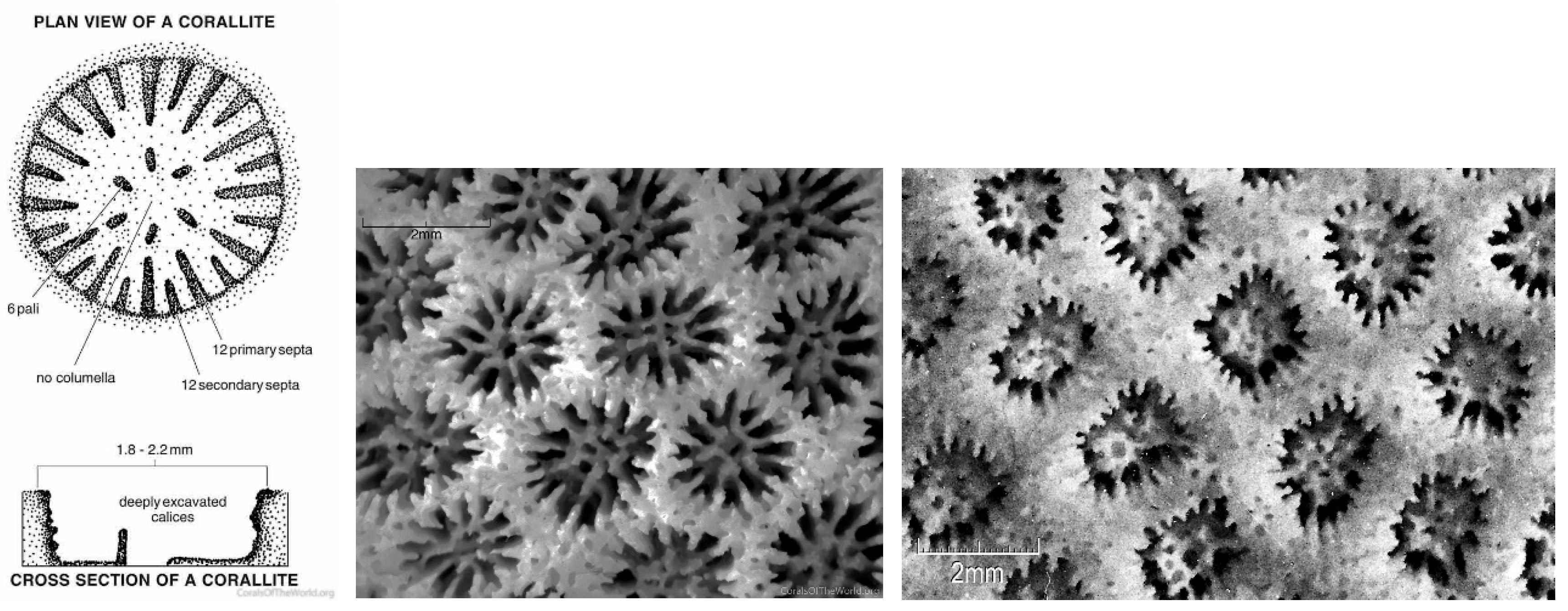 Diversity 17 00823 g043