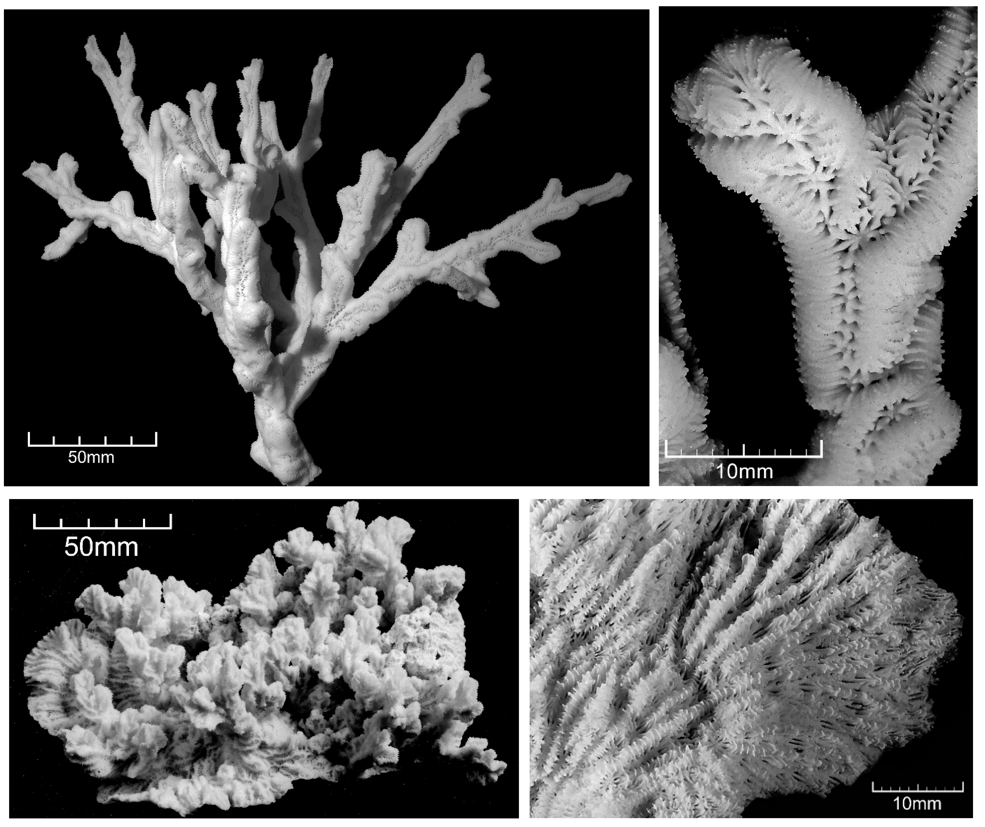 Diversity 17 00823 g045