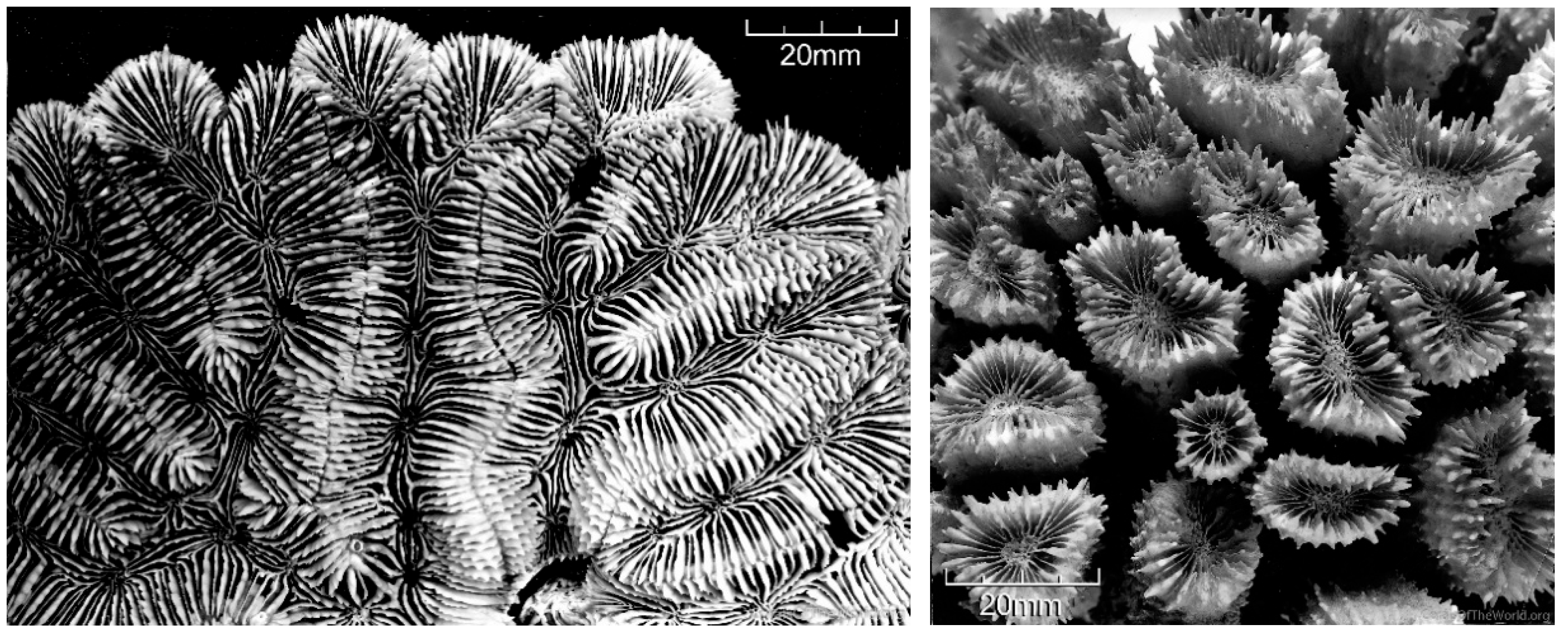 Diversity 17 00823 g046