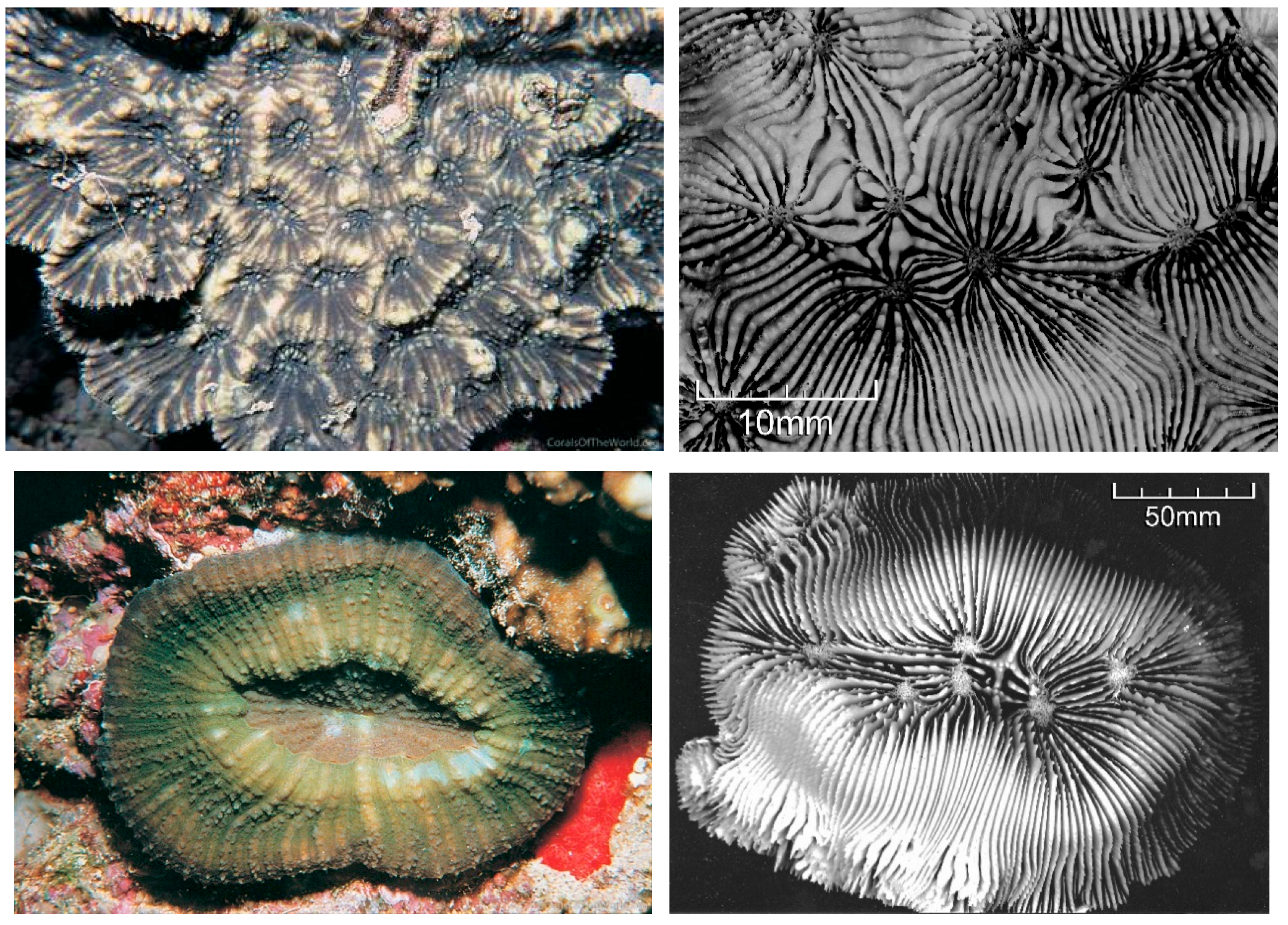 Diversity 17 00823 g047