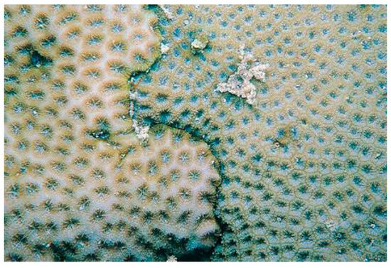 Diversity 17 00823 g049