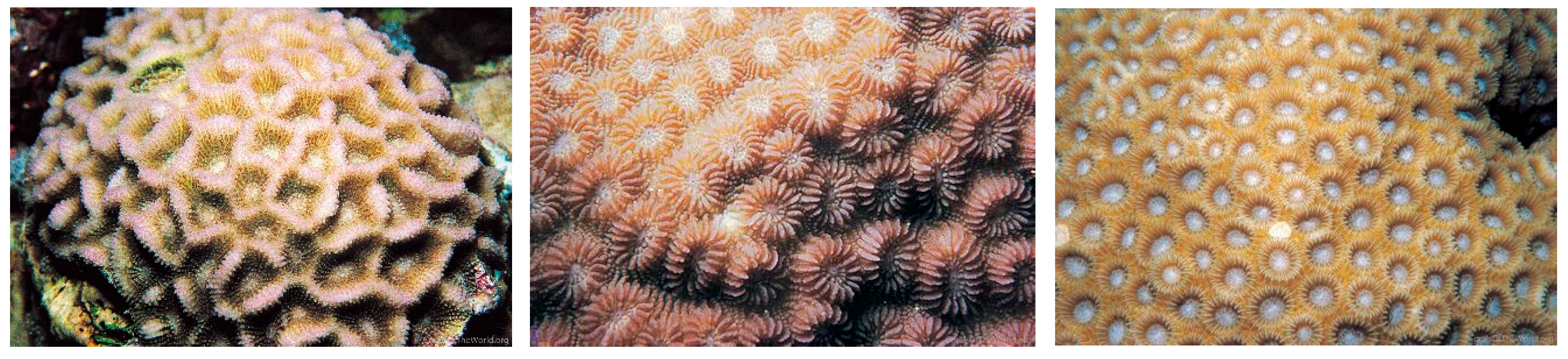 Diversity 17 00823 g050