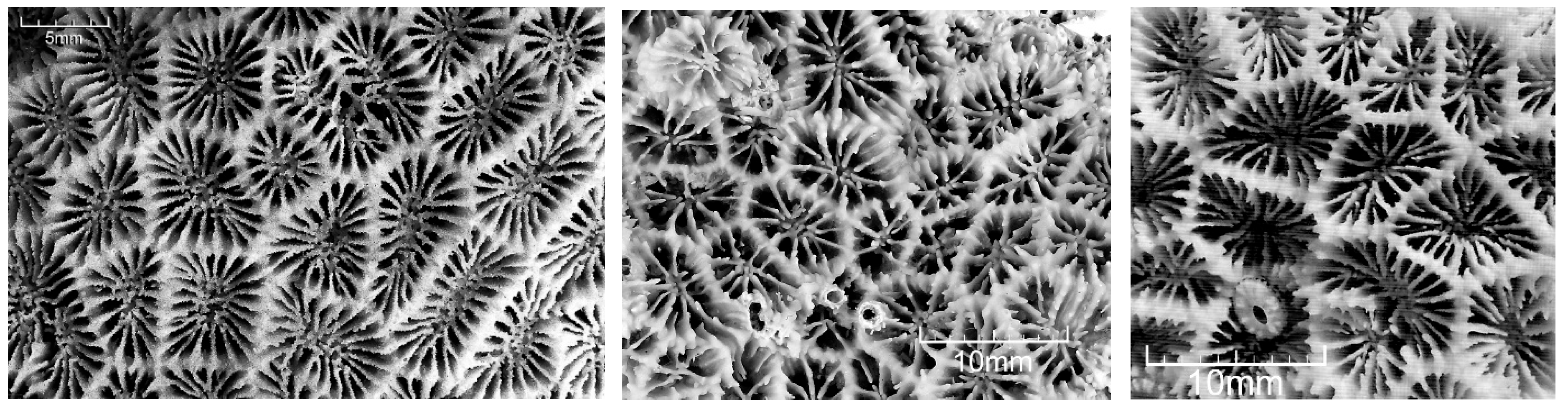 Diversity 17 00823 g051