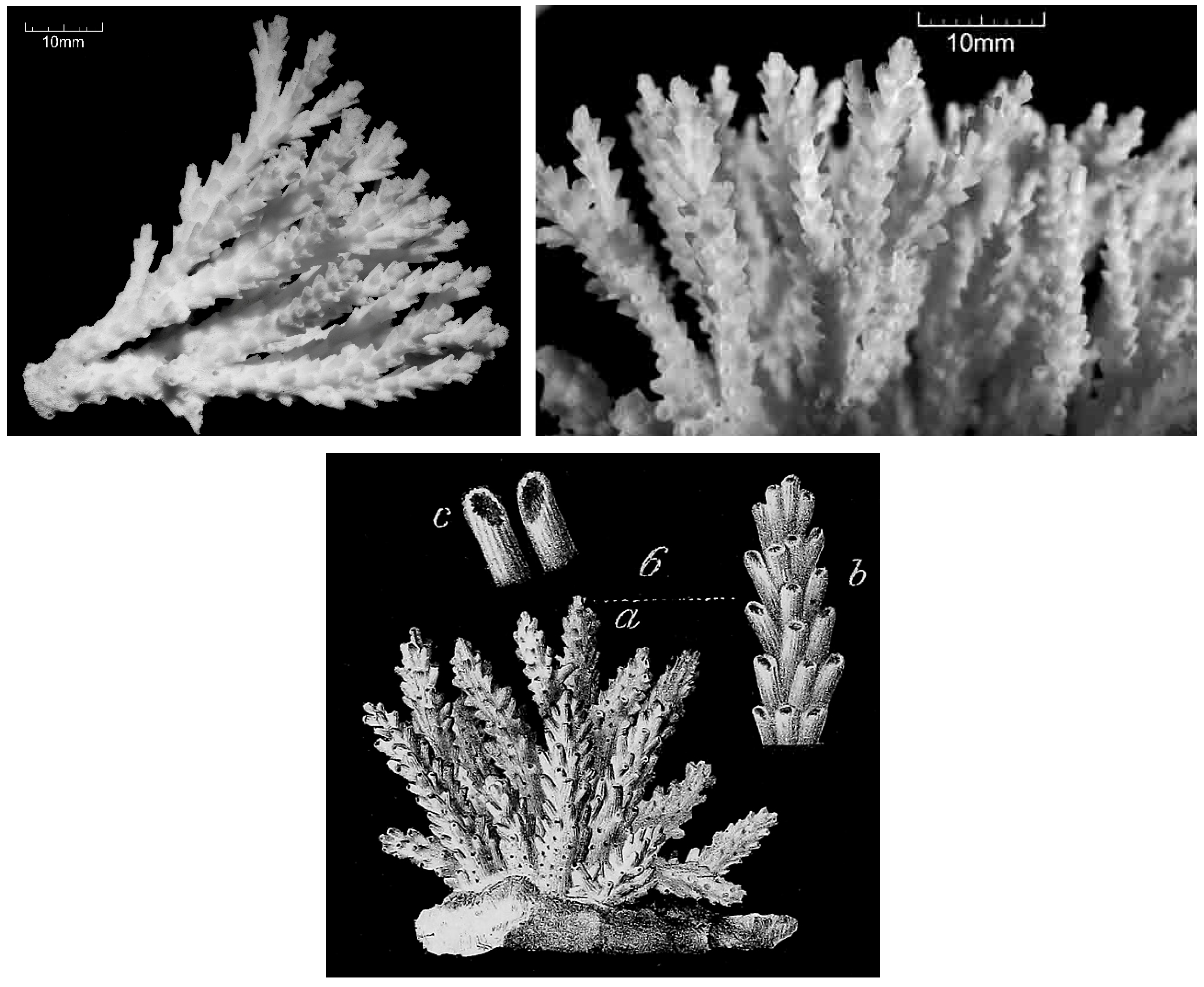 Diversity 17 00823 g052