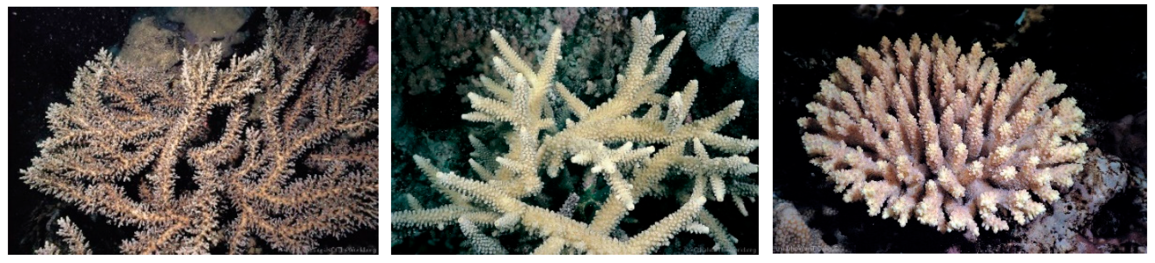 Diversity 17 00823 g054