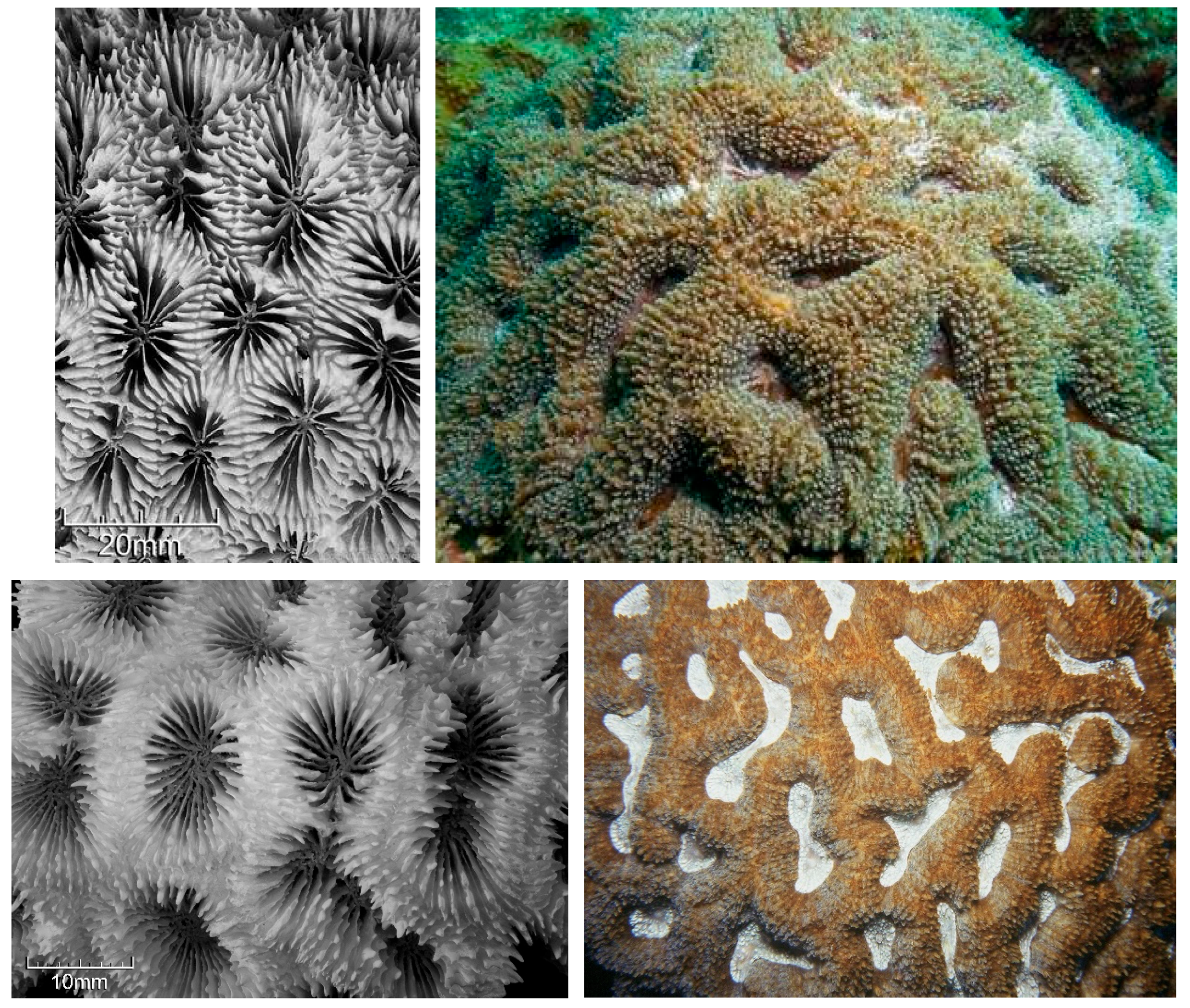 Diversity 17 00823 g055