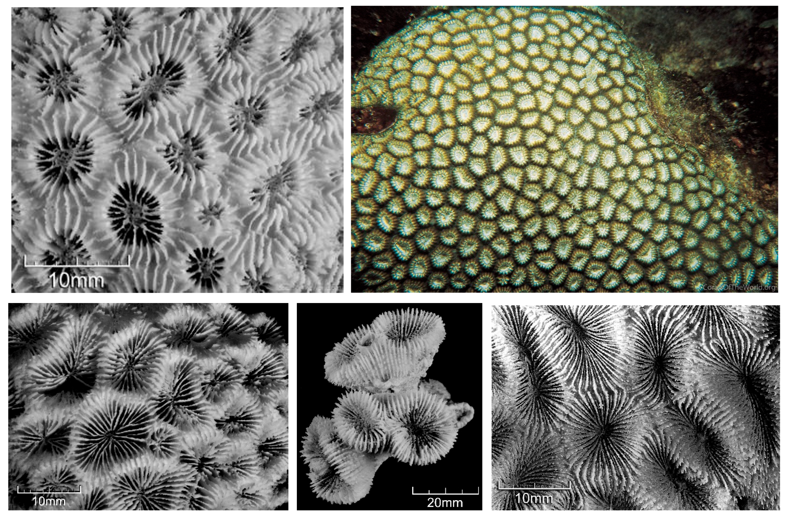 Diversity 17 00823 g056