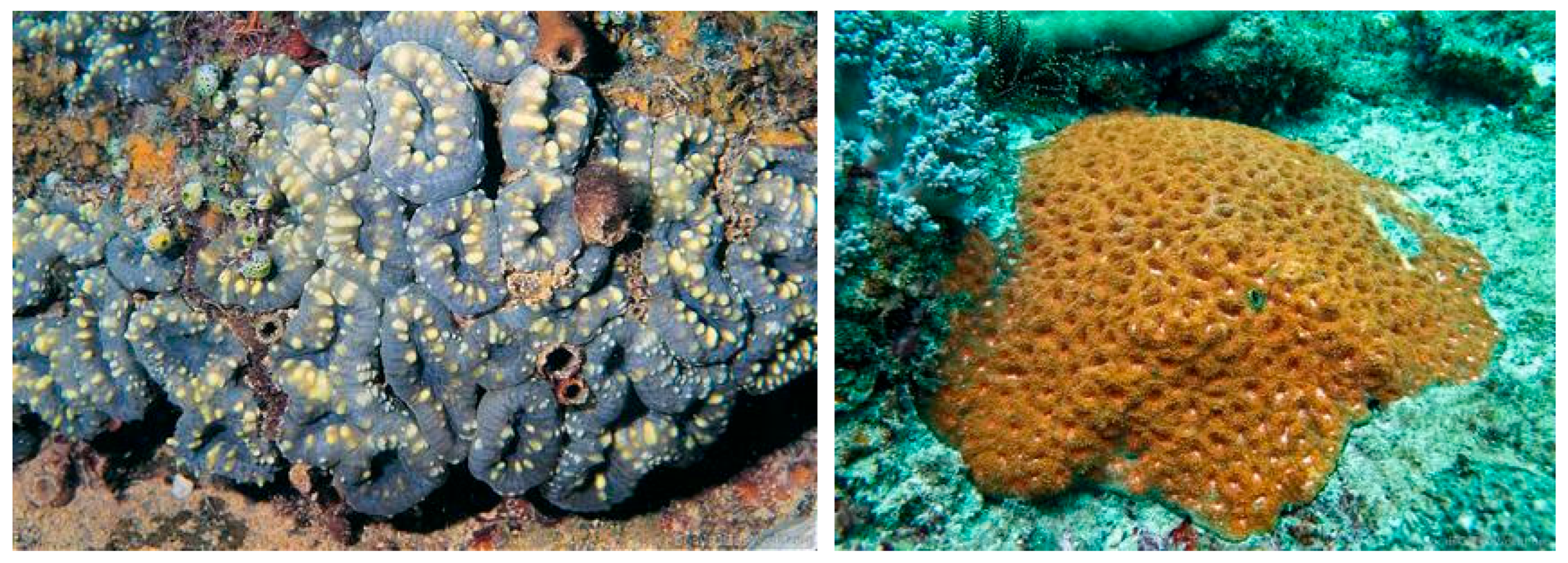 Diversity 17 00823 g057