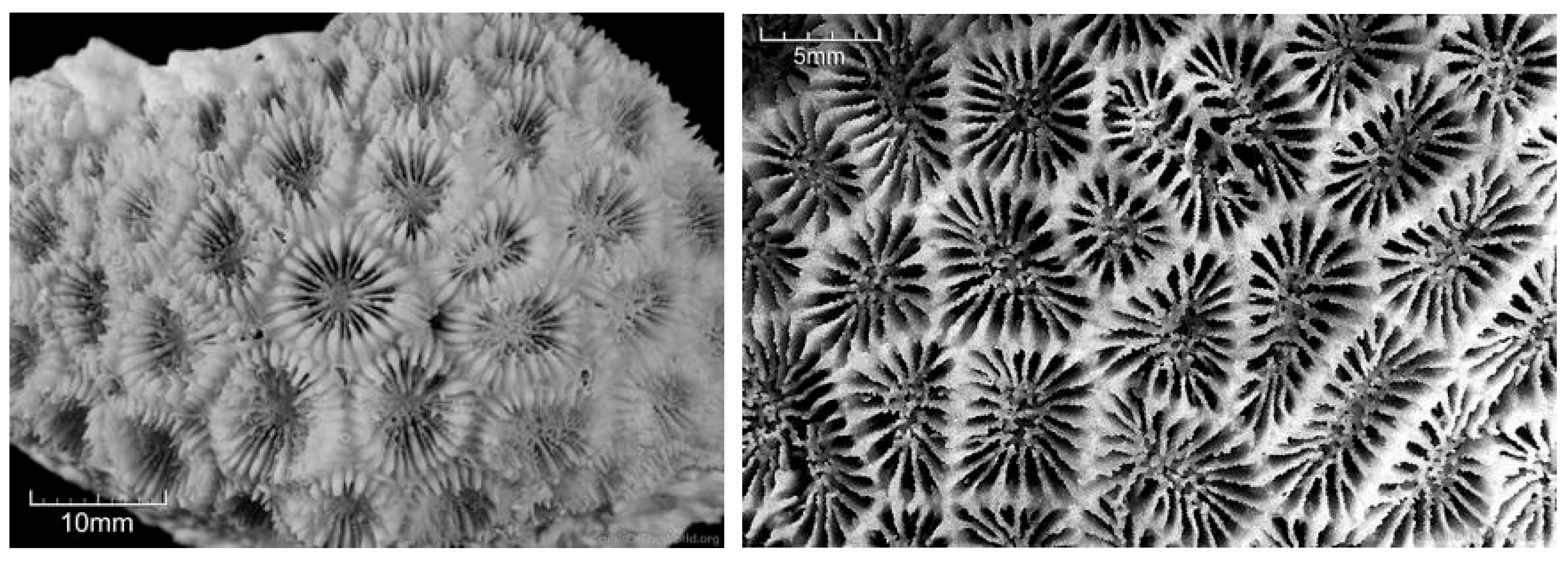 Diversity 17 00823 g058