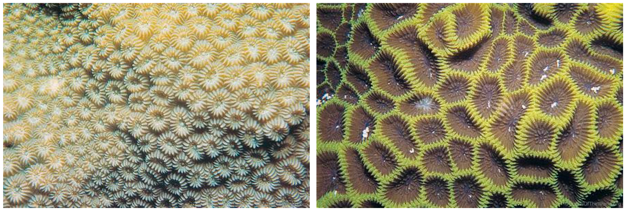 Diversity 17 00823 g059