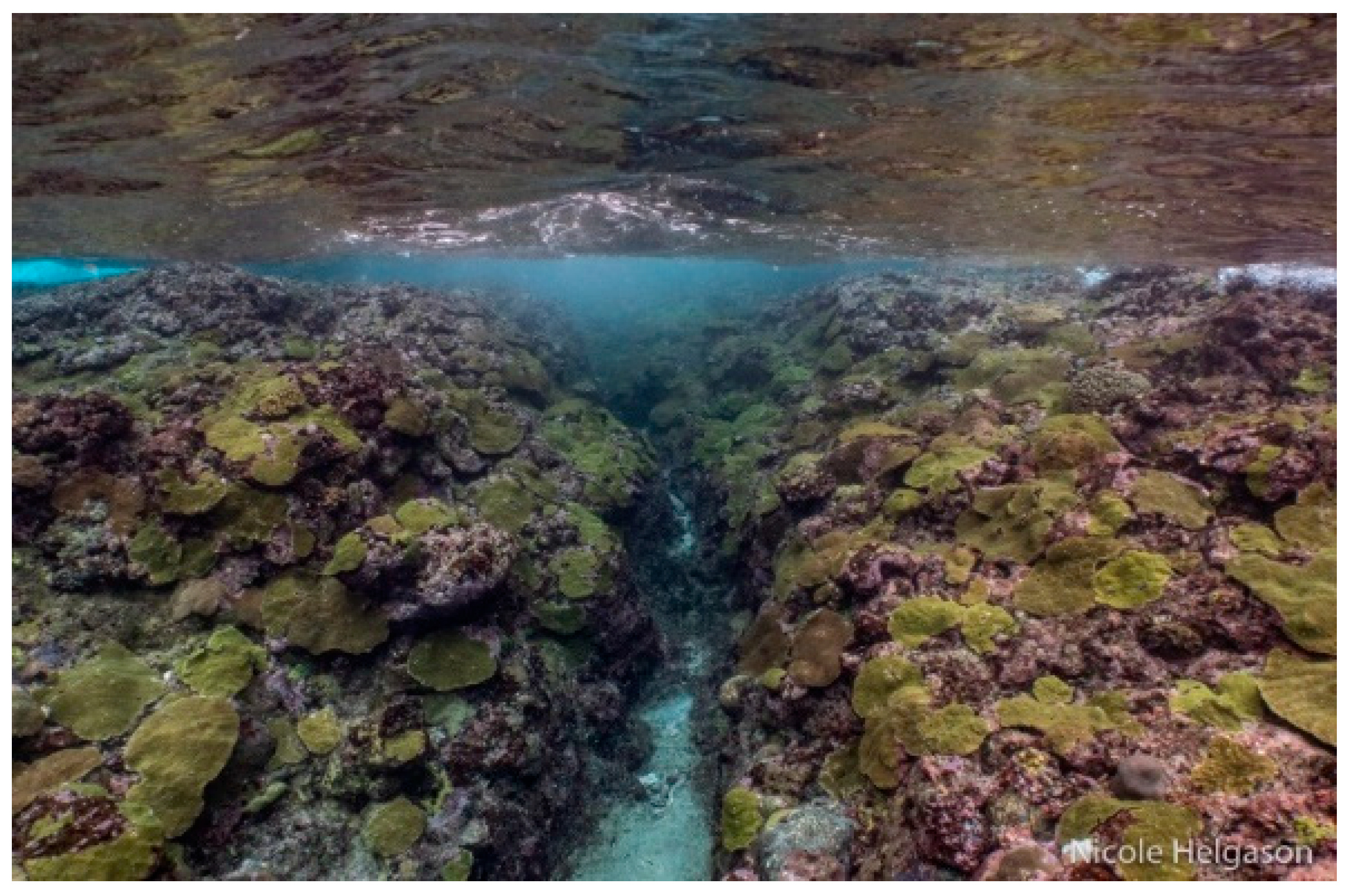 Diversity 17 00823 g064