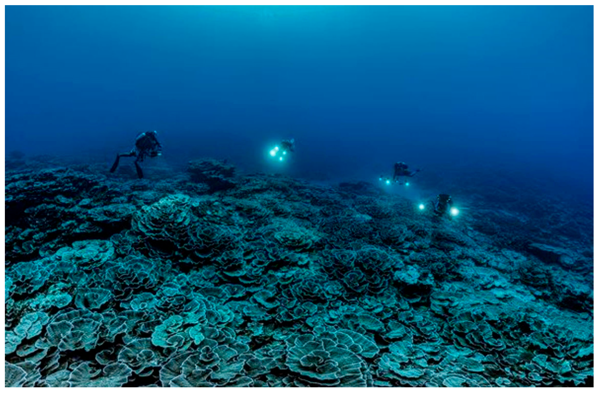 Diversity 17 00823 g065