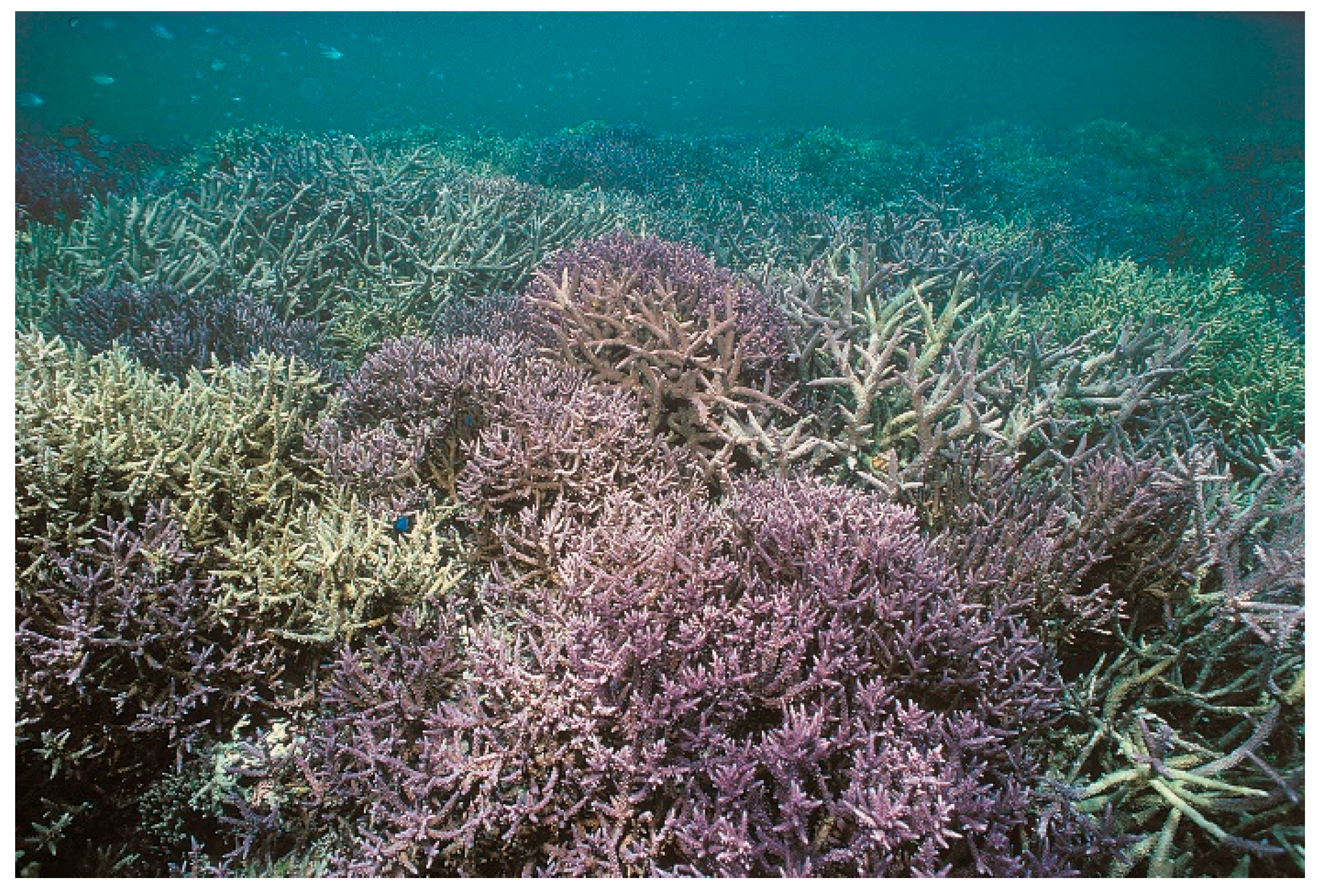 Diversity 17 00823 g068