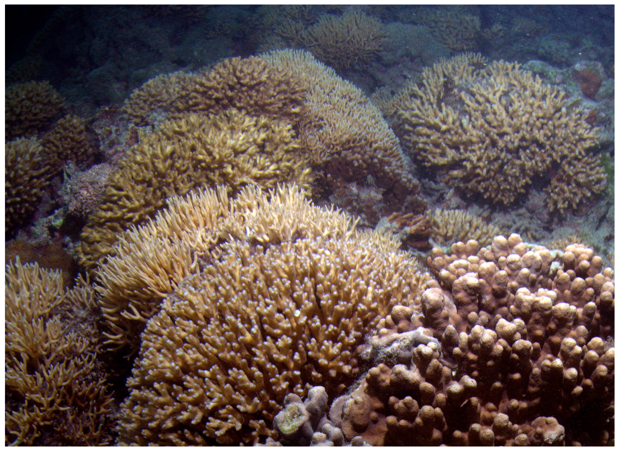 Diversity 17 00823 g069