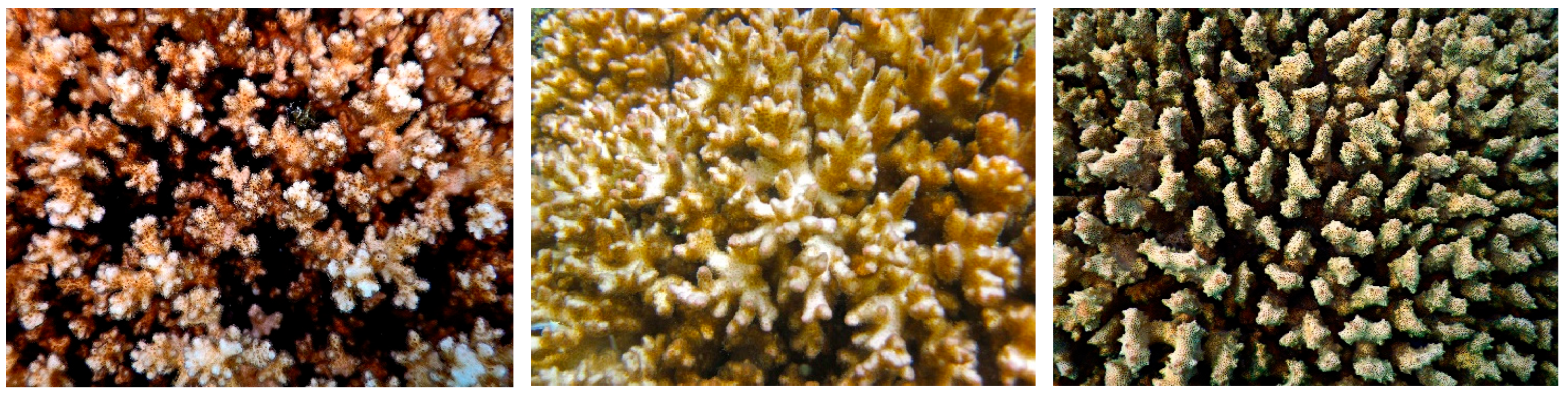 Diversity 17 00823 g070