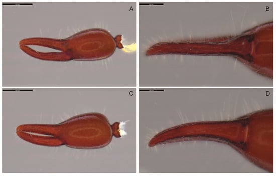 Diversity 17 00852 g007