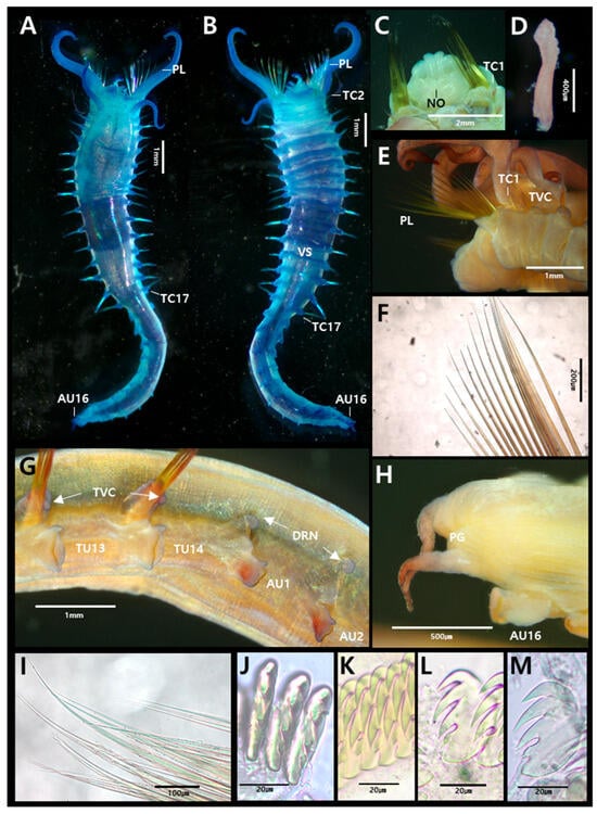 Diversity 17 00858 g002