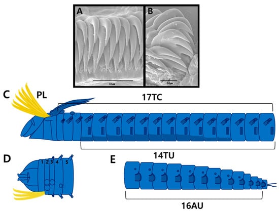 Diversity 17 00858 g003