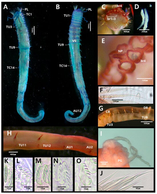 Diversity 17 00858 g004