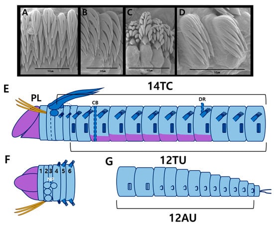 Diversity 17 00858 g005