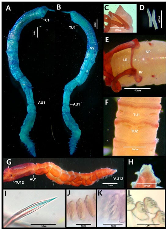 Diversity 17 00858 g006