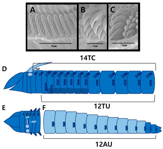 Diversity 17 00858 g007