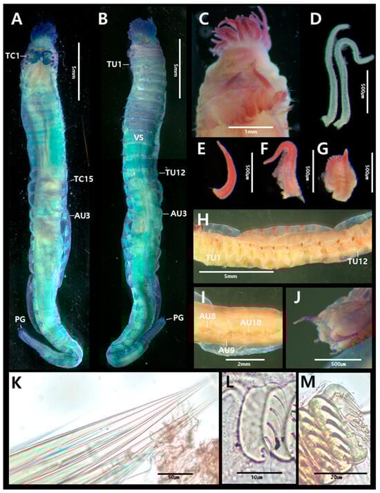Diversity 17 00858 g008