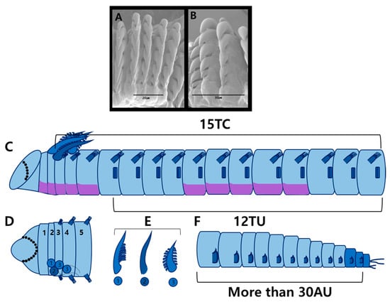 Diversity 17 00858 g009