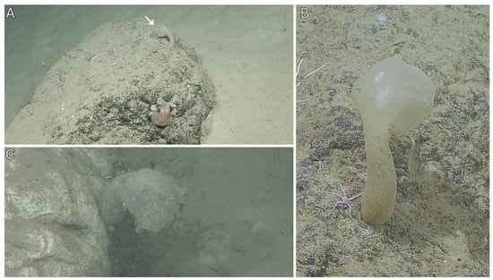 Diversity 17 00859 g003