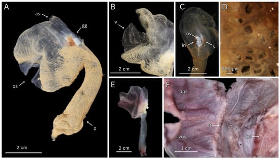 Diversity 17 00859 g004