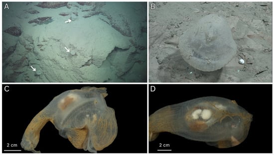 Diversity 17 00859 g005