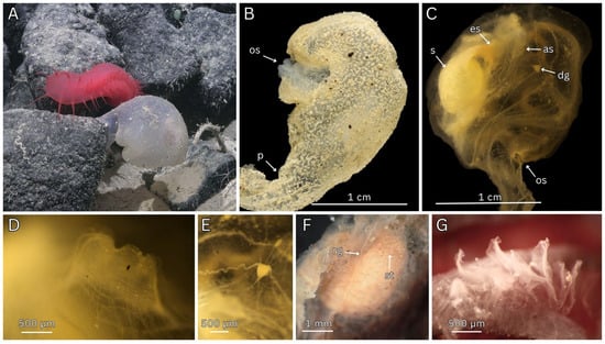 Diversity 17 00859 g006