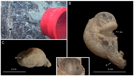 Diversity 17 00859 g007