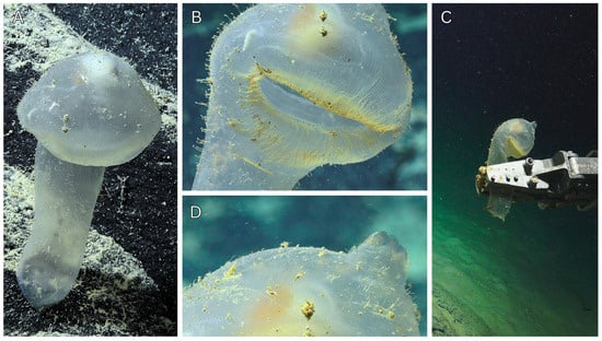 Diversity 17 00859 g008