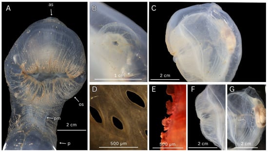 Diversity 17 00859 g009