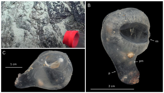 Diversity 17 00859 g010