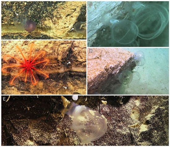 Diversity 17 00859 g011