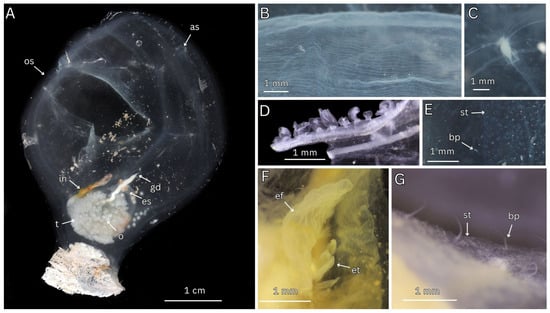 Diversity 17 00859 g012