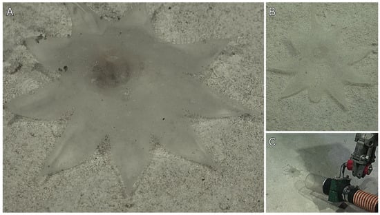 Diversity 17 00859 g013