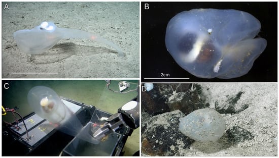 Diversity 17 00859 g014