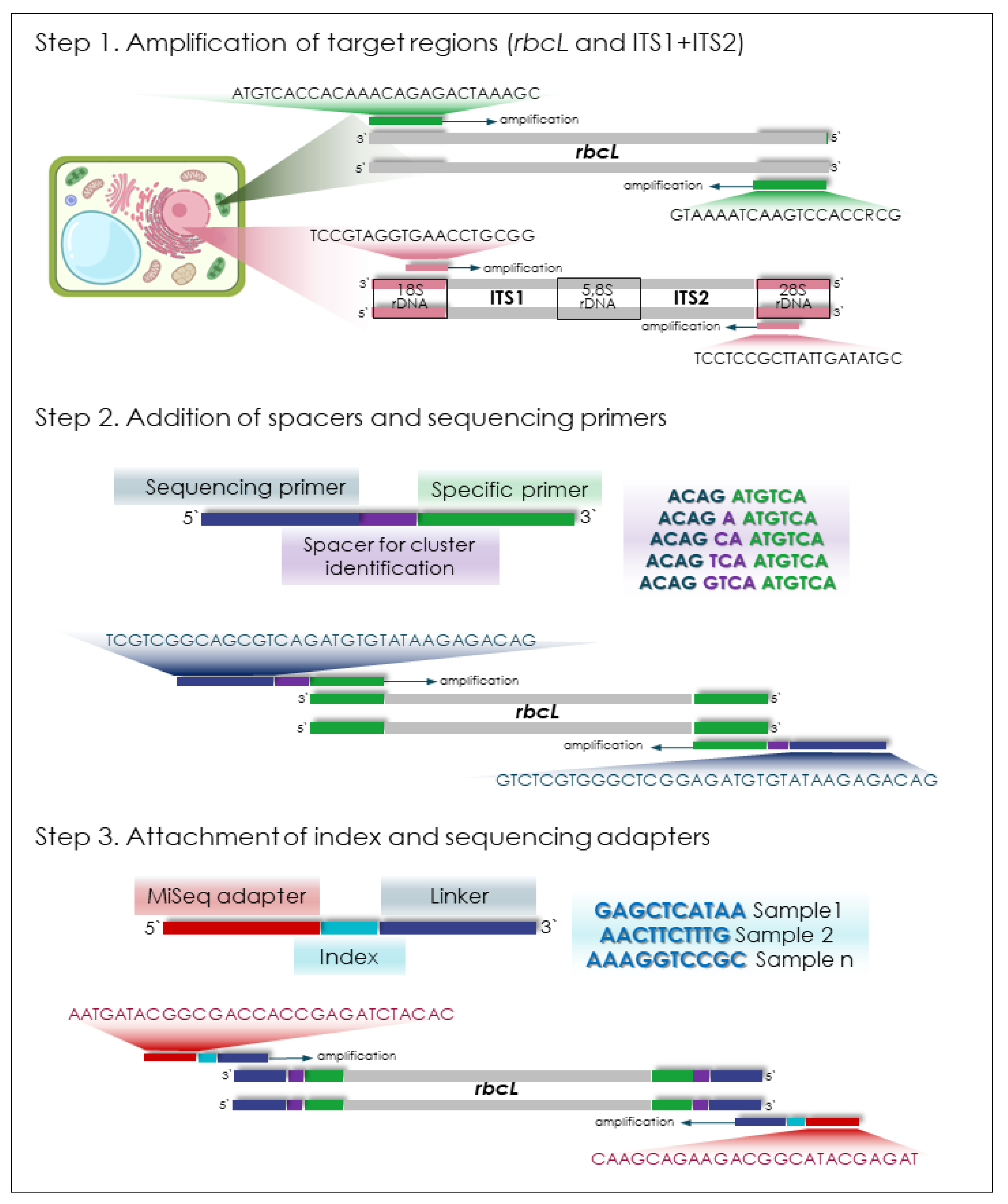 Diversity 17 00869 g002