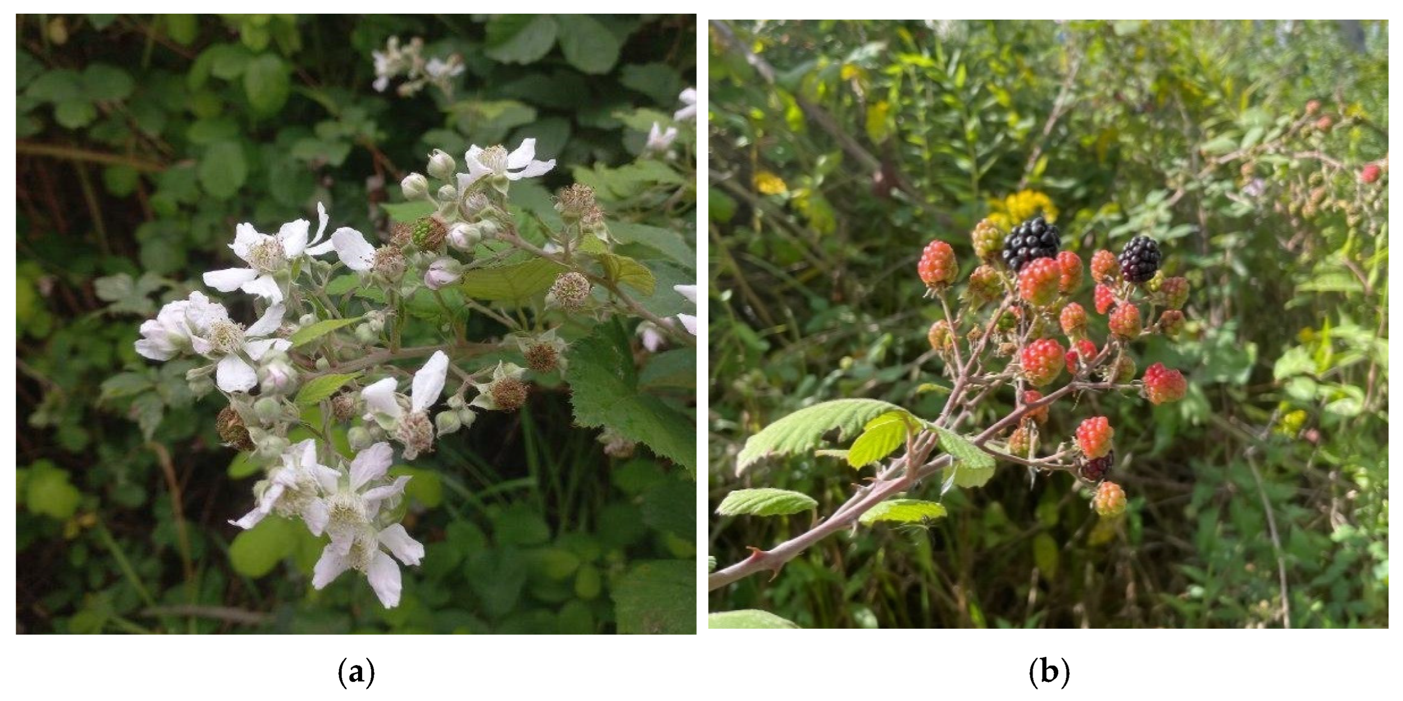 Diversity 17 00869 g003