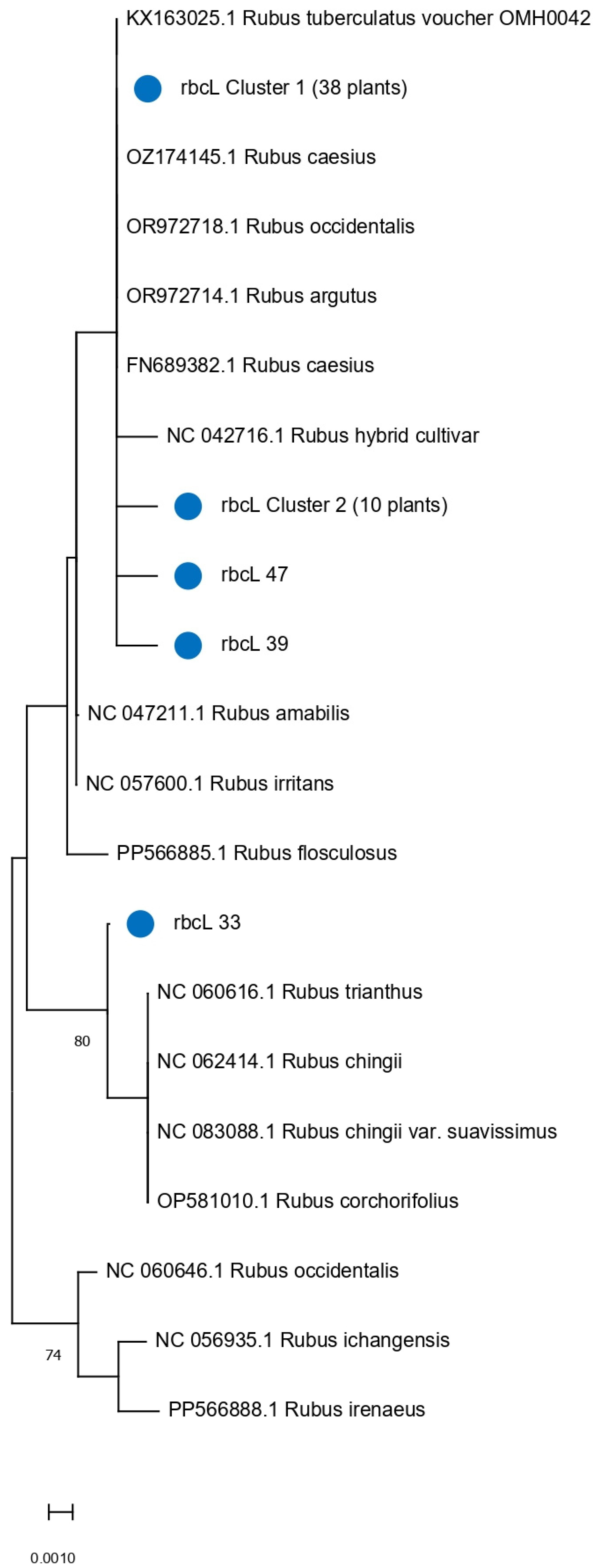 Diversity 17 00869 g005