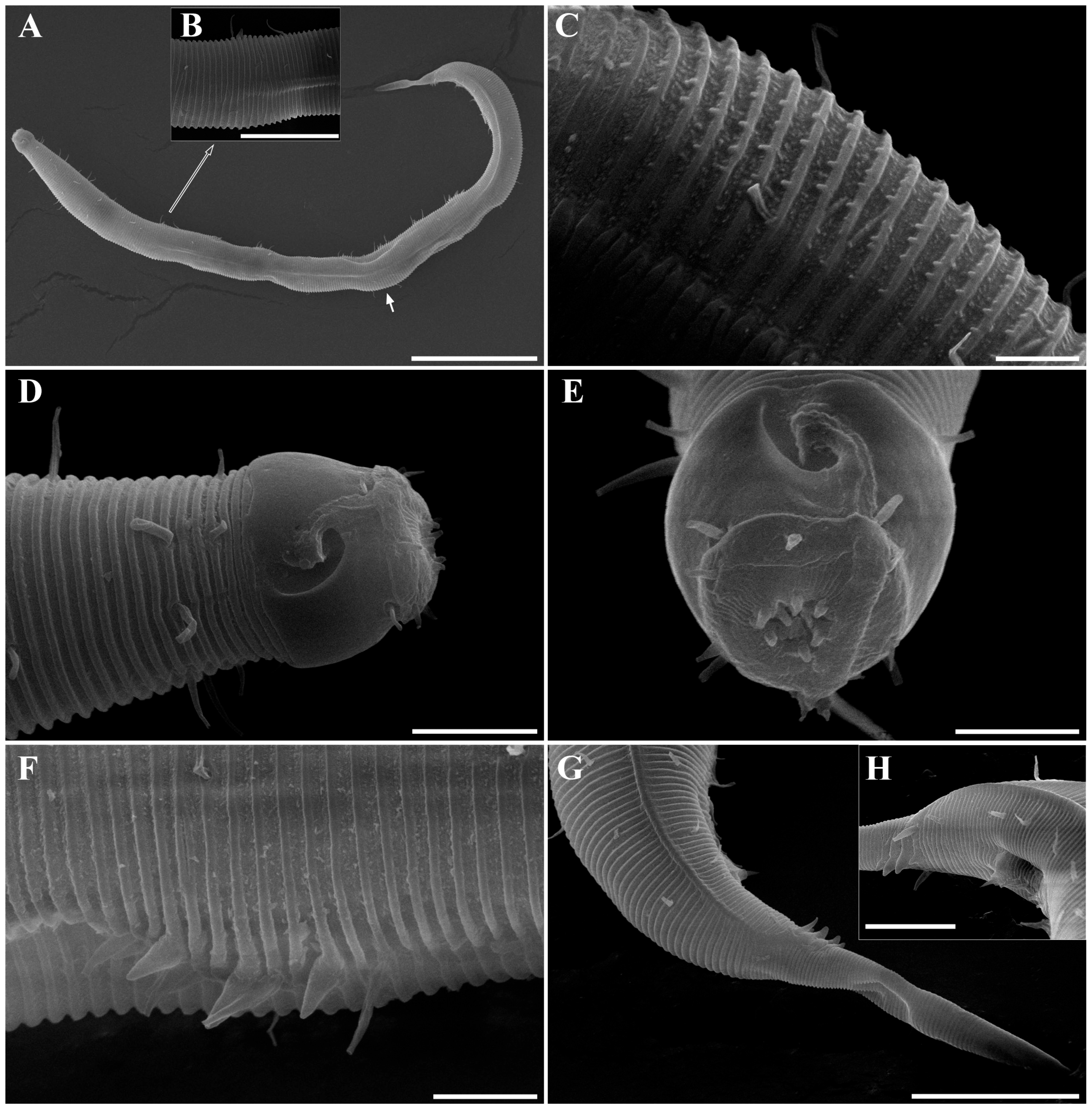 Diversity 18 00003 g003