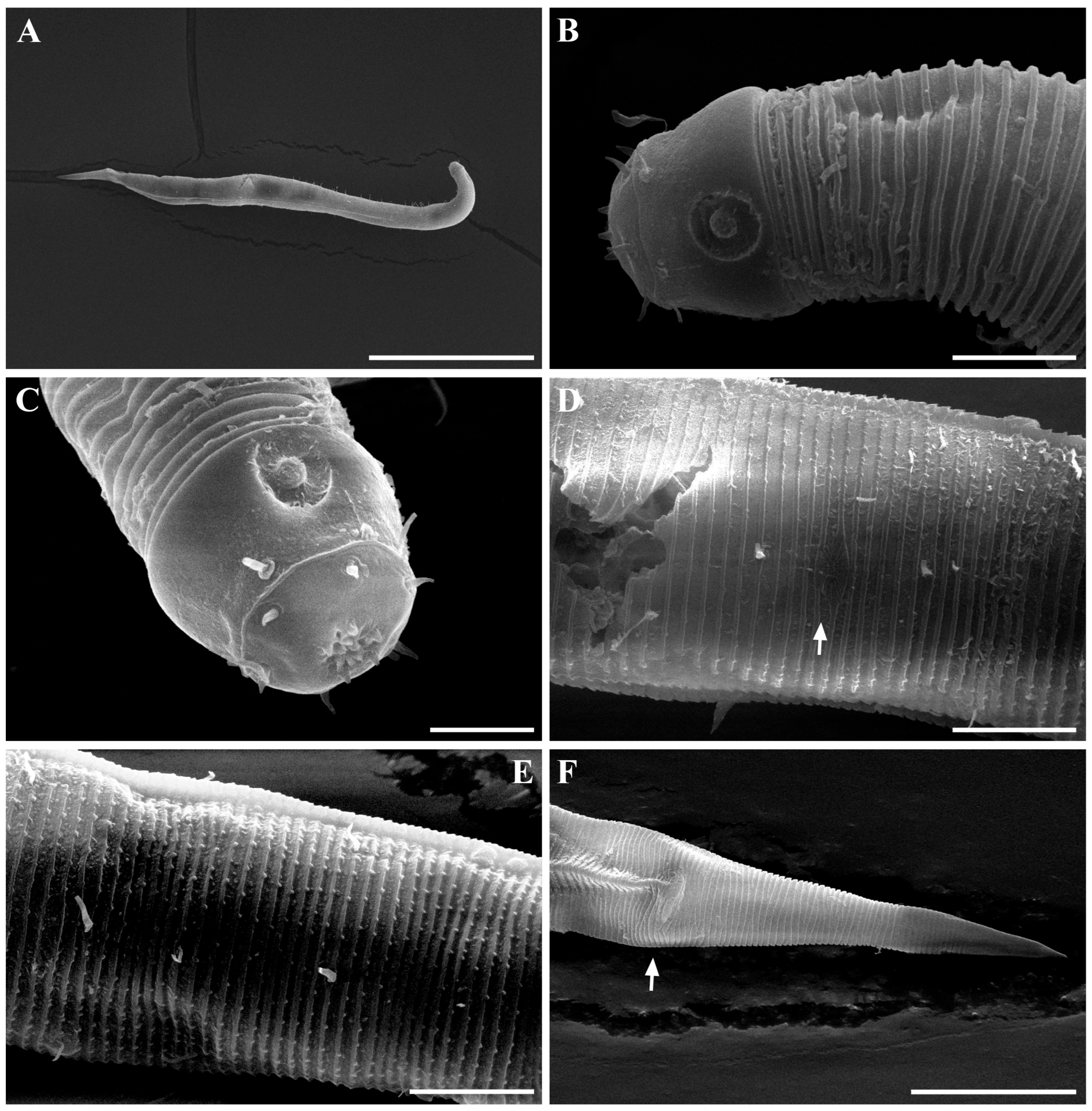 Diversity 18 00003 g006