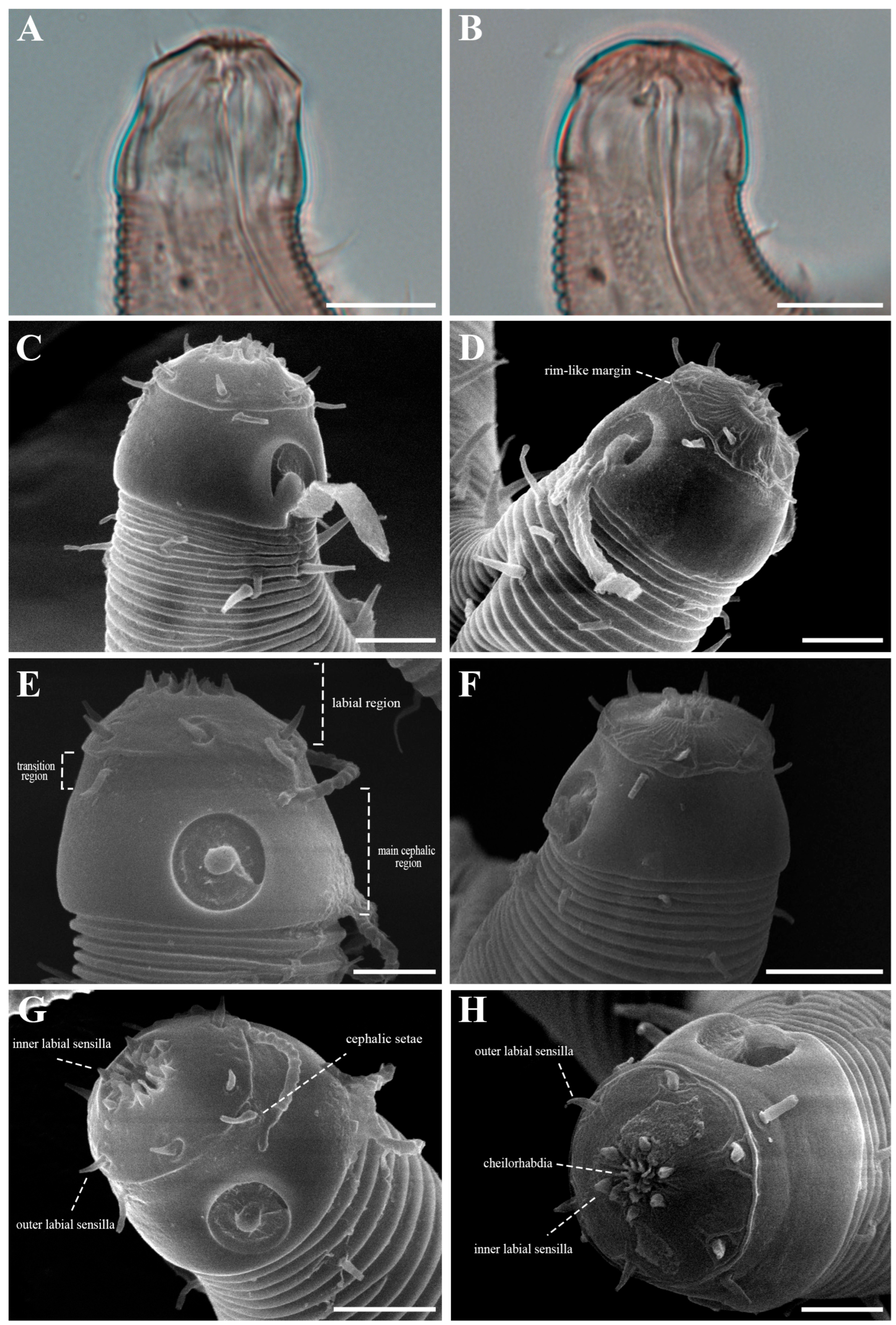 Diversity 18 00003 g007