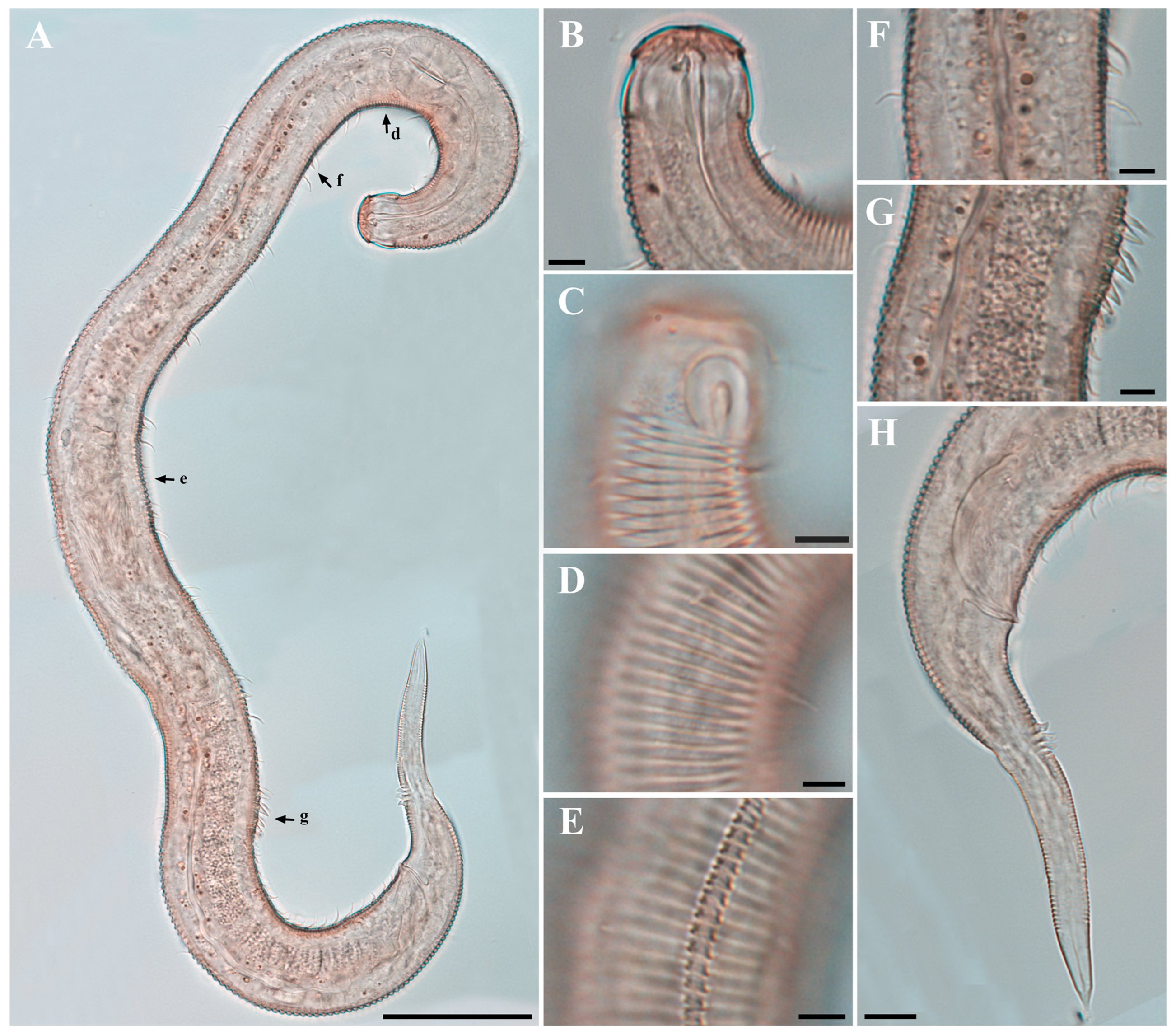 Diversity 18 00003 g008