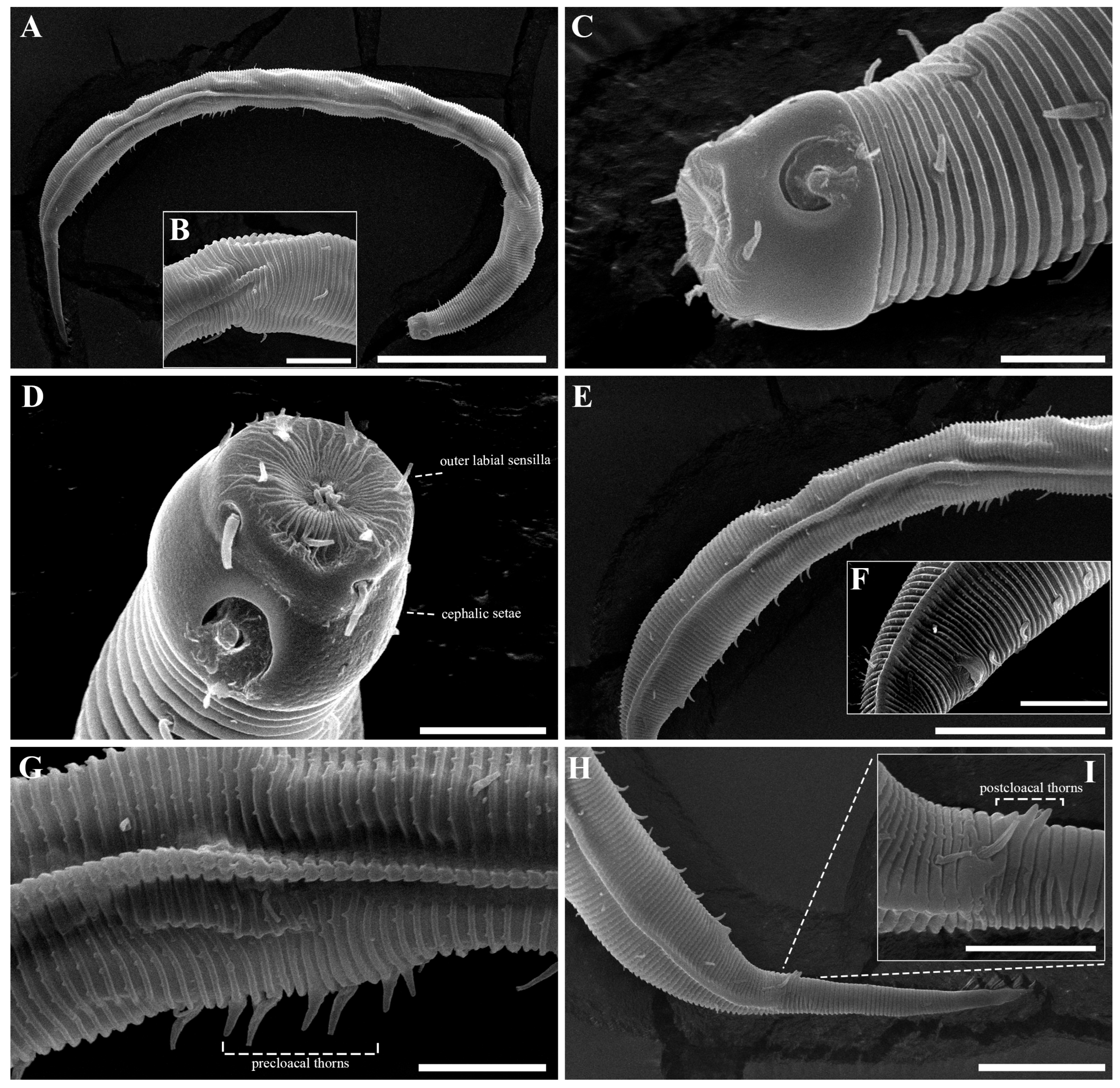 Diversity 18 00003 g012