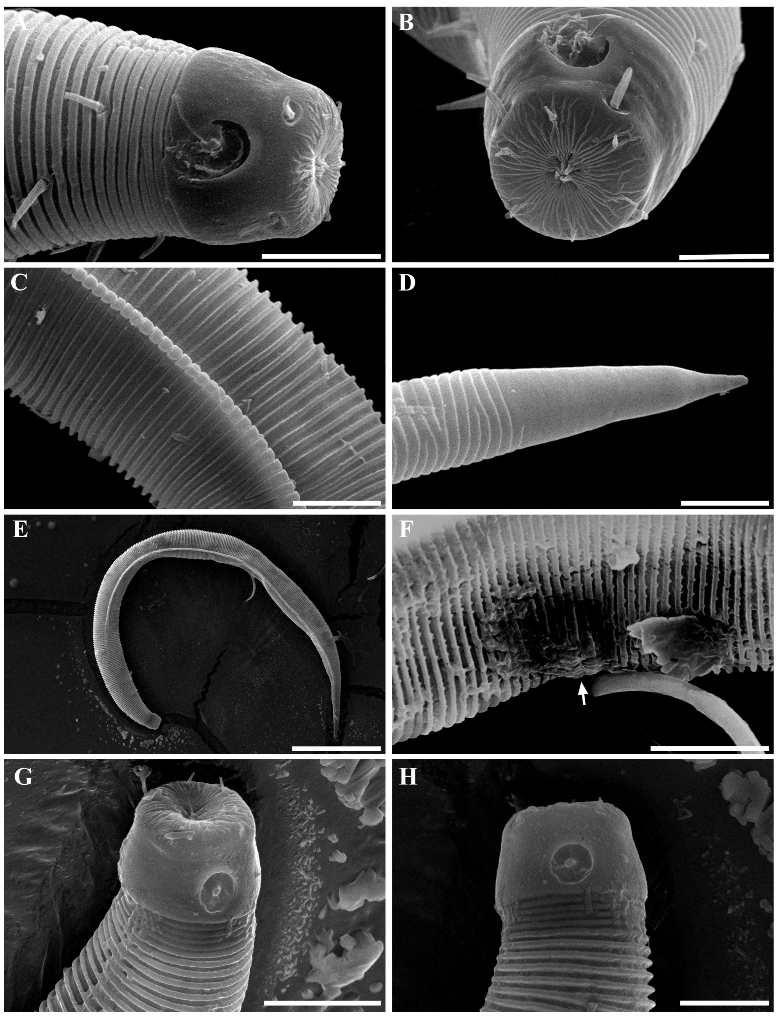 Diversity 18 00003 g013
